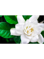 ESENCIA AROMÁTICA DE GARDENIA