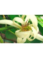 ESENCIA AROMÁTICA DE MAGNOLIA ALBA